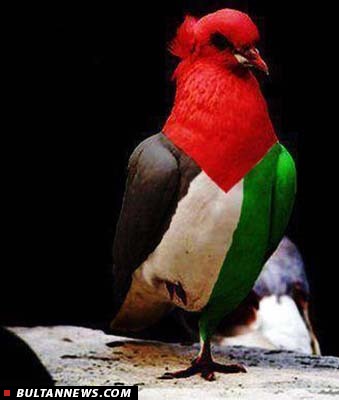 دلایل حمایت ایران از فلسطین چیست؟