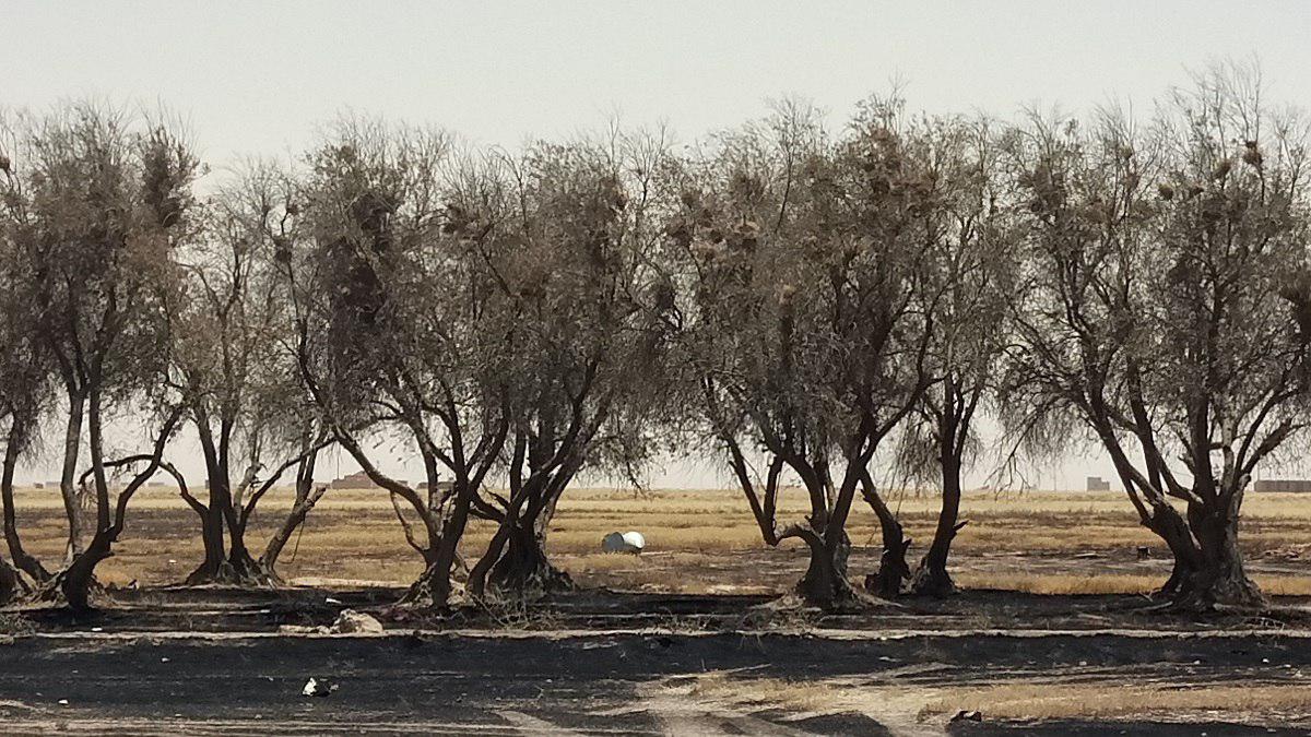 کودکان موصل و داعش جدید/ قتل عام مسلمانان برای غرب مانند سوزاندن این درختان زیتون است