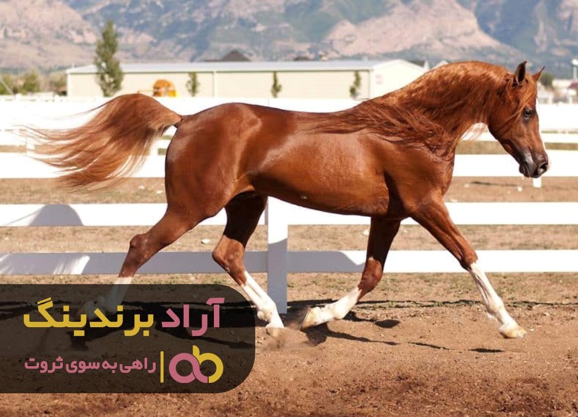 قیمت اسب ترکمن شناسنامه دار را از کجا بفهمیم؟