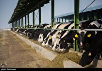 ۸۰ گاو آلوده به تب مالت در یک دامداری
