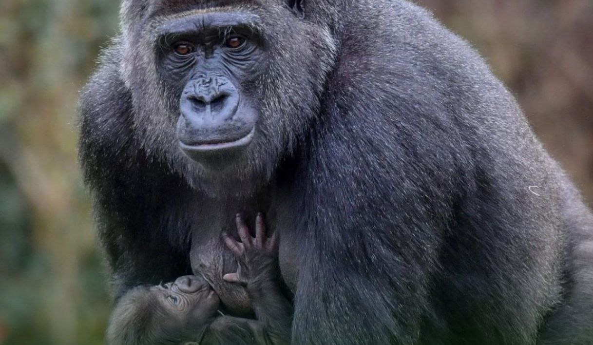 تولد دومین بچه گوریل در یک ماه اخیر در باغ وحش لندن