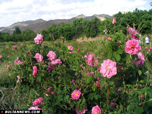 برنامه های ستاد گلابگیری 94 اعلام شد