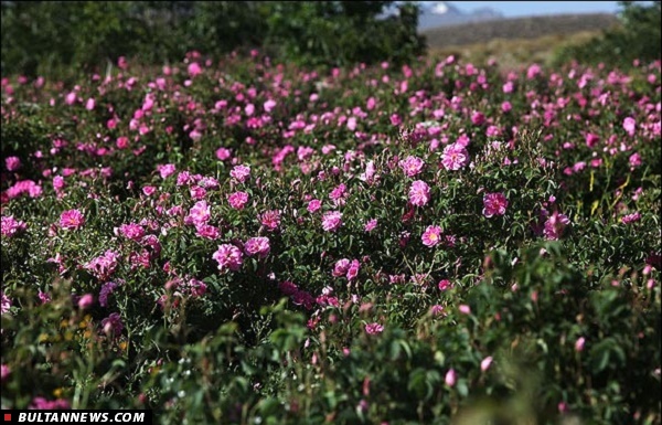 برنامه های ستاد گلابگیری 94 اعلام شد