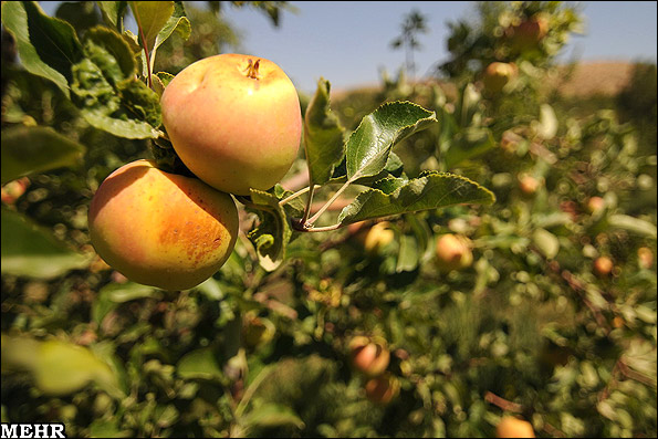 باغ سیب قدیمی تاریخی کرج احیا می شود