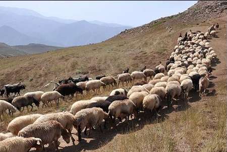 200 هزار راس دام عشایری در دو ماه نخست سال صادر شد