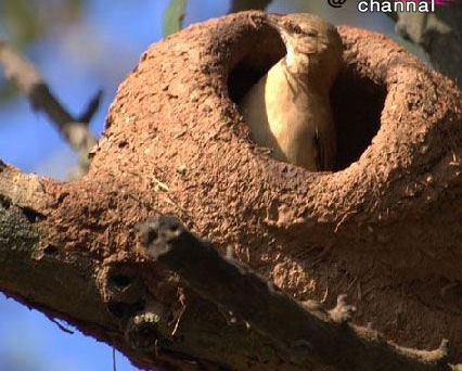 ‍ ( آشیانه مرغ تنورساز (Rufous Hornero Nest)