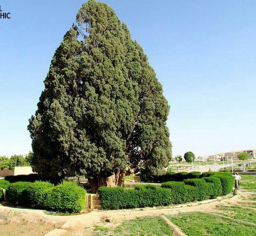 مسن ترین موجود زنده ایران