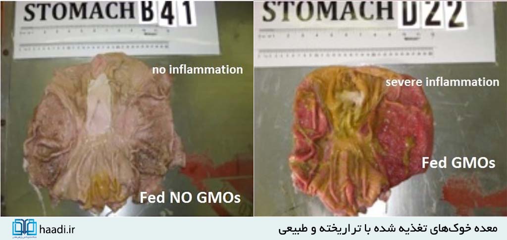محصولات تراریخته؛ نابودگر نسلهای آینده هستند محصولات تراریخته؛ نابودگر نسلهای آینده هستند
