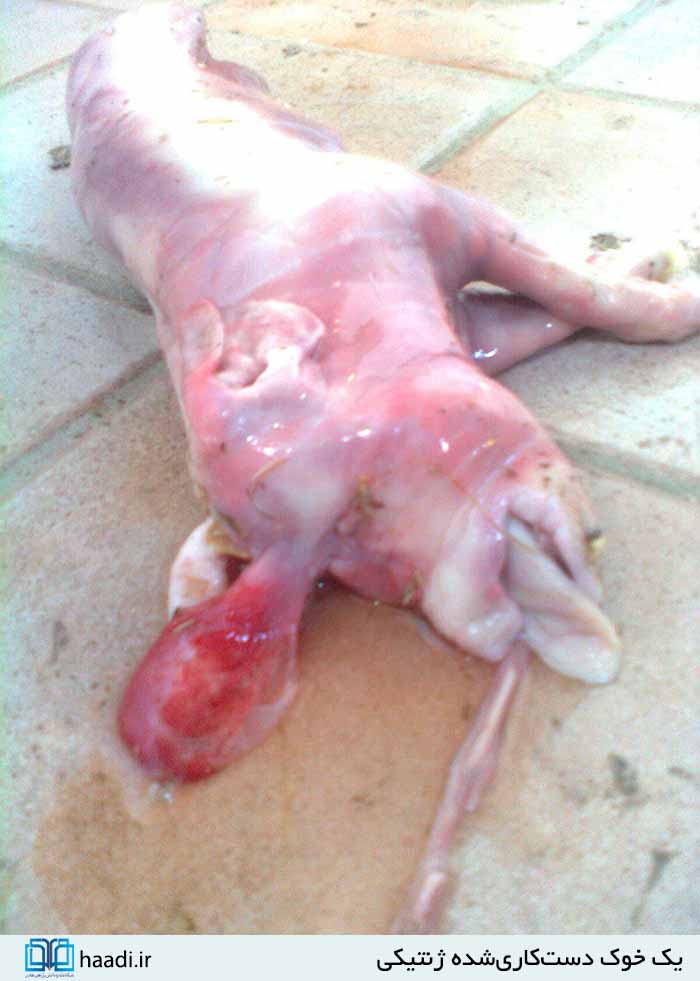 محصولات تراریخته؛ نابودگر نسلهای آینده هستند محصولات تراریخته؛ نابودگر نسلهای آینده هستند