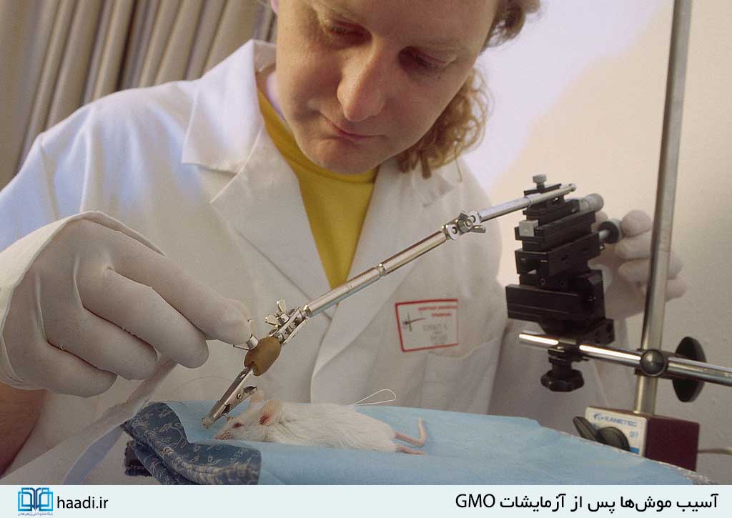 محصولات تراریخته؛ نابودگر نسلهای آینده هستند محصولات تراریخته؛ نابودگر نسلهای آینده هستند