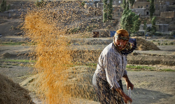 خودکفایی گندم امسال تکرار می‌شود