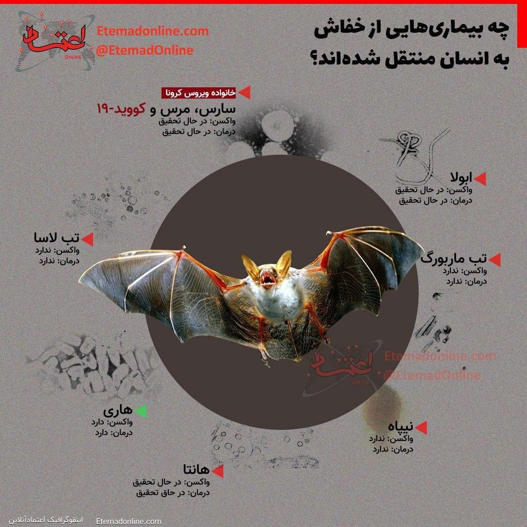 چه بیماری‌هایی از خفاش به انسان منتقل شده‌اند؟