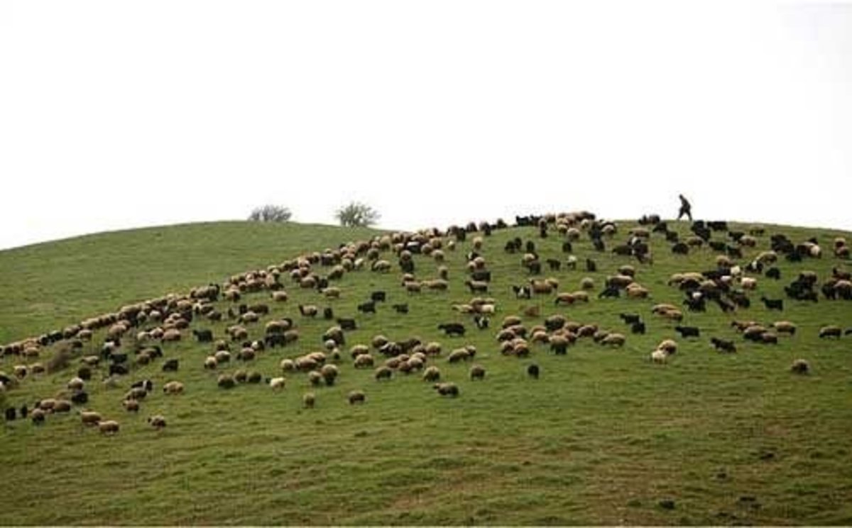 از سرگیری صادرات دام ضروری است