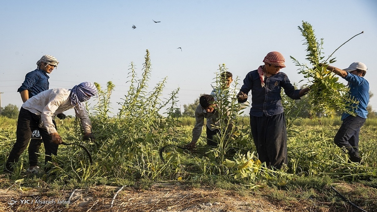 ۶۵ سال برای بازنشستگی سن بالایی نیست