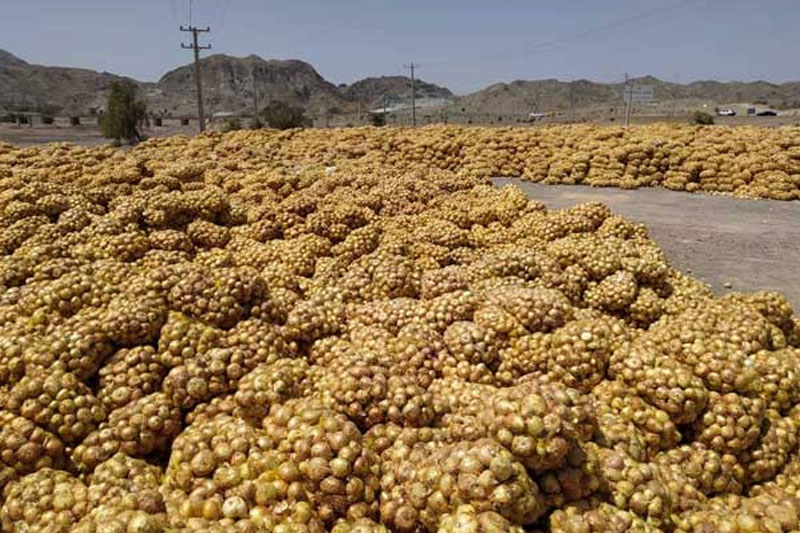 راهکارهایی برای کاهش میزان انباشت پیاز و تولید آن در آینده/ بازرگانان با خرید از رینگ صادراتی بورس کالا می توانند صادرات کنند