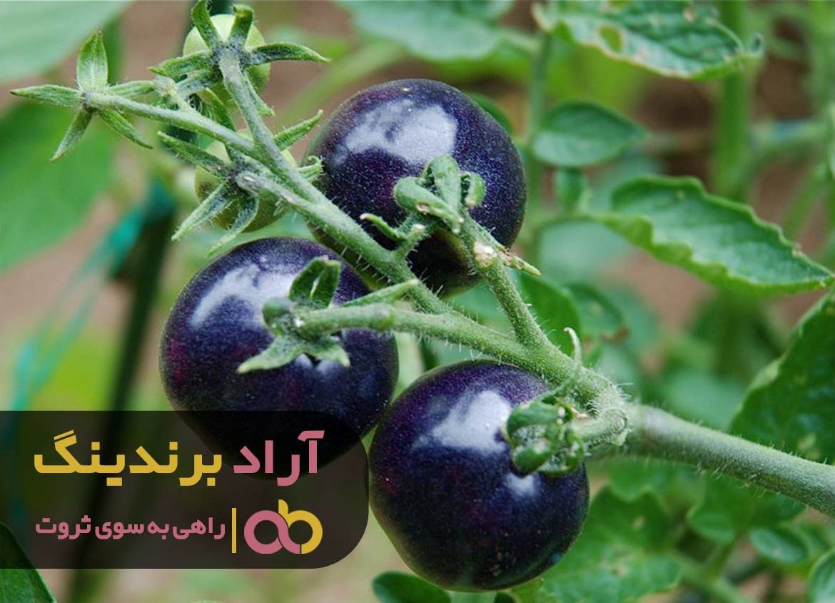 گوجه فرنگی نردبانی برای رسیدن به ثروتم بود