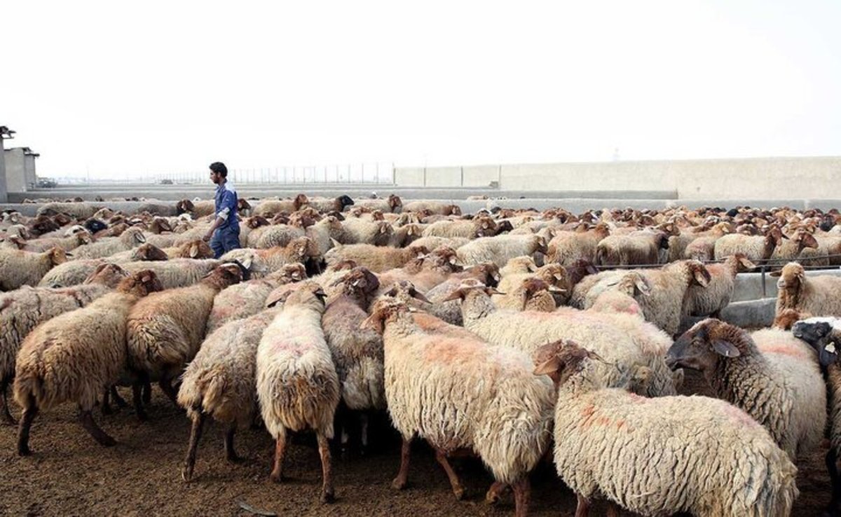 برآورد تولید ۹۰۰ هزار تن گوشت قرمز در کشور