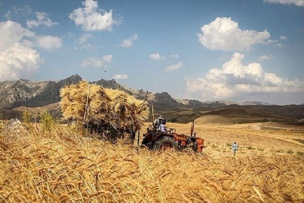 رئیس کمیسیون کشاورزی مجلس: مطالبات گندم‌کاران از فردا پرداخت می‌شود