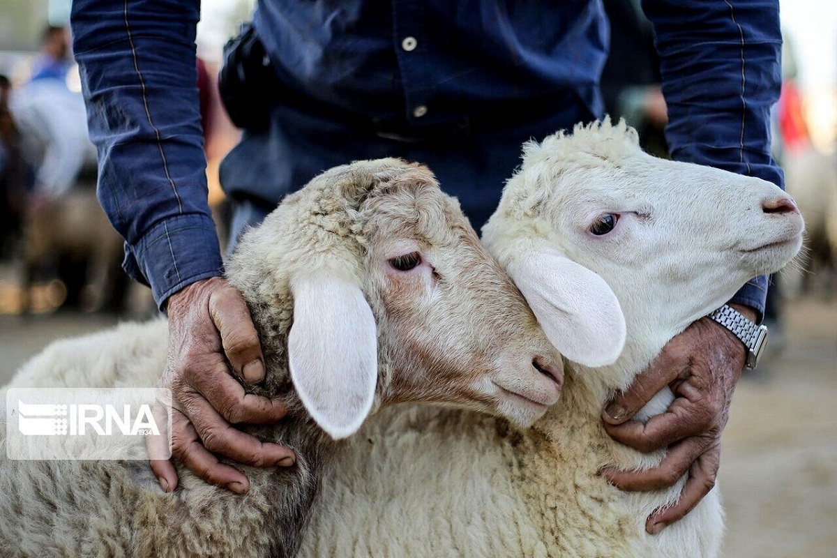 ذبح غیر مجاز دامهای قربانی خطر بیماریهای مشترک را در پی دارد