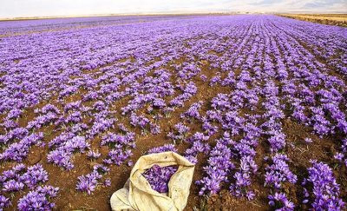 هشدار گرمای هوا به باغداران و زعفران کاران