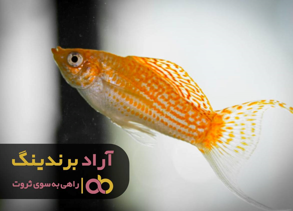 آسان ترین روش برای لاغری در کمتر از 2 ماه