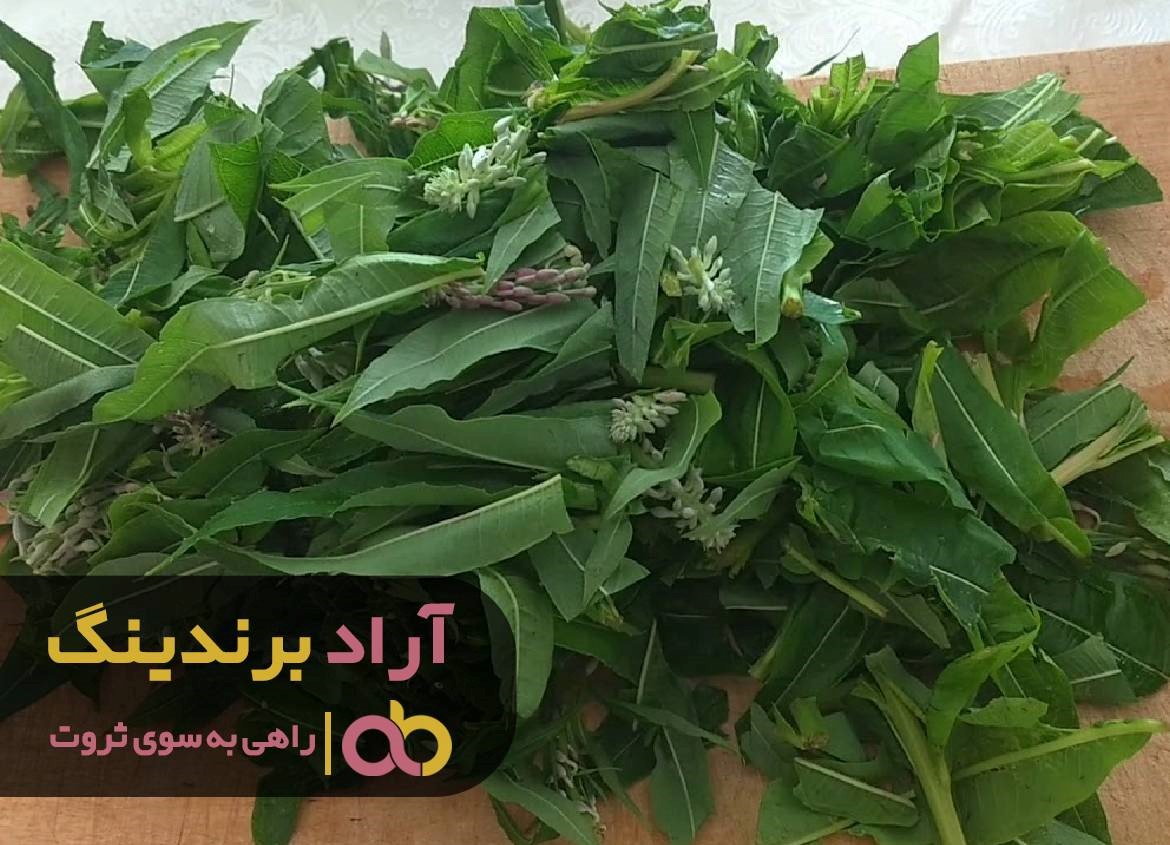 سبزی ها موجب ثروتمندی و شادابی ام شدند