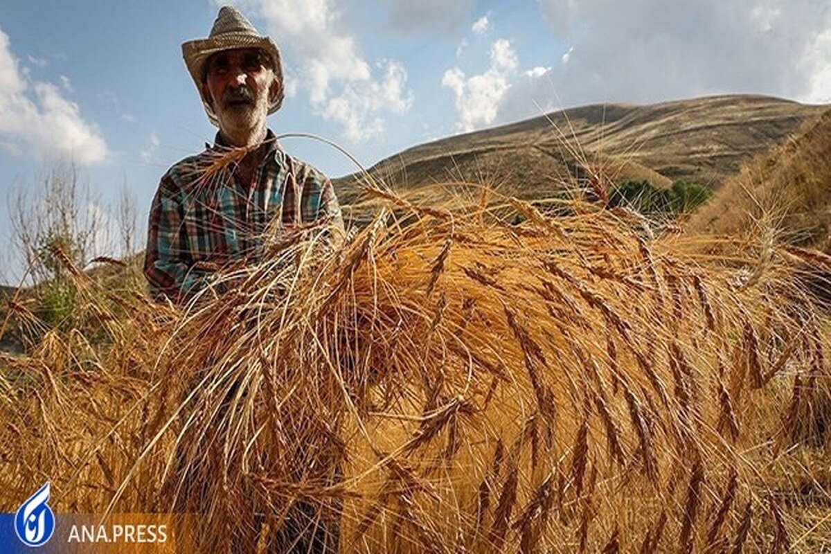 سطح زیرکشت گندم به ۶ میلیون هکتار می‌رسد