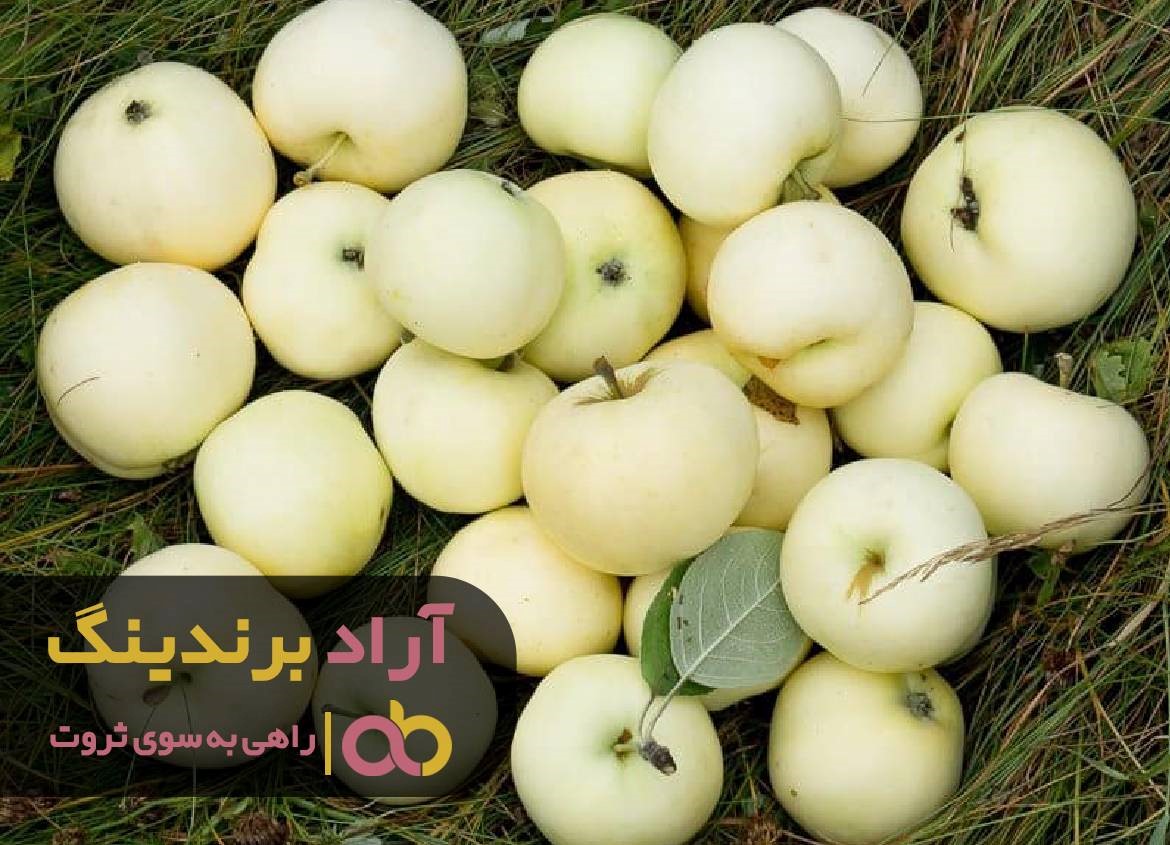 سیب ثروت را از درخت دنیا چیدم