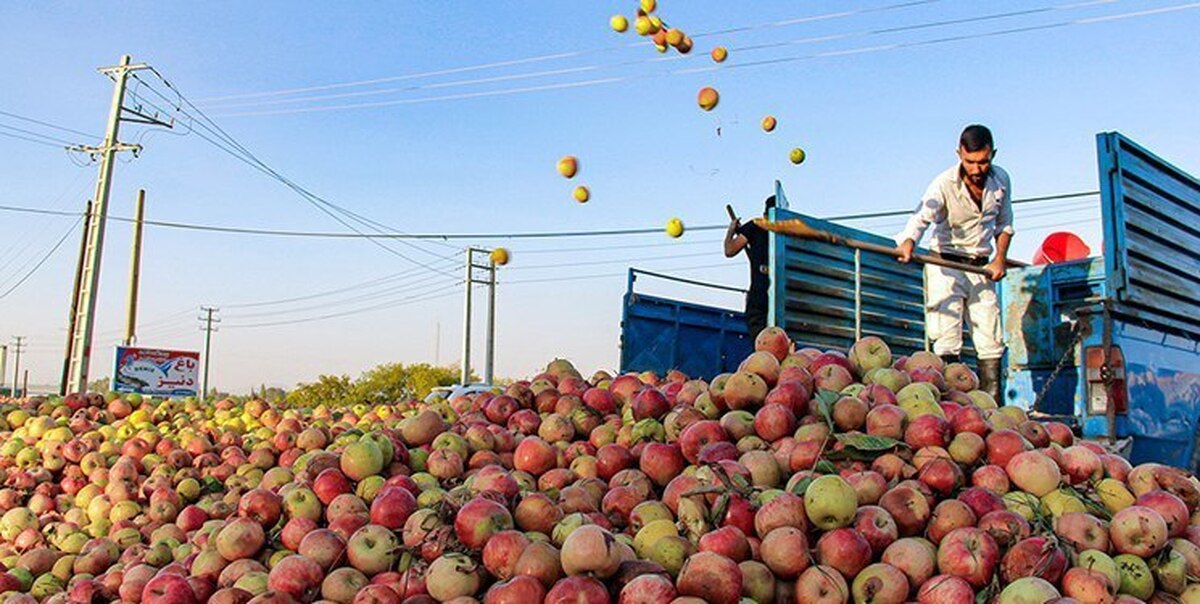 امسال، برای تولیدِ یک میلیون تن سیب در آذربایجان غربی، معادل یک‌سوم حجم فعلی دریاچه ارومیه آب مصرف شده است