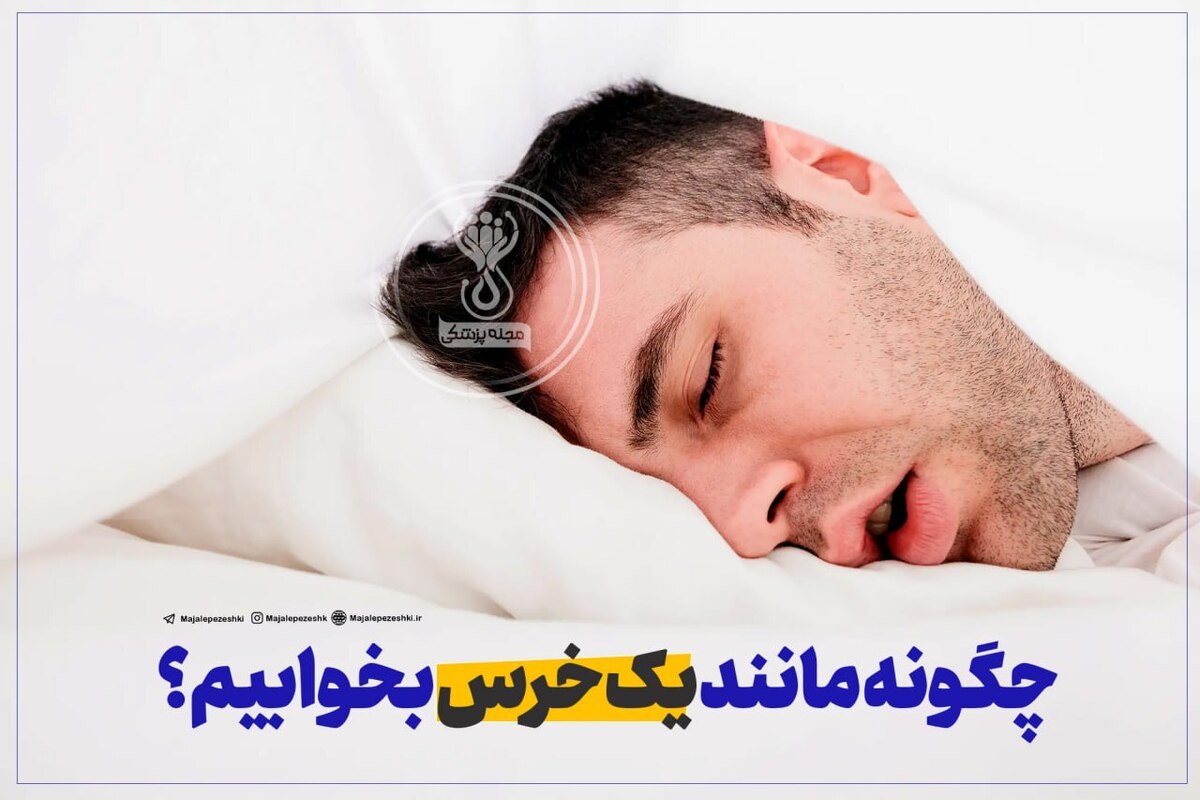 چگونه مانند یک خرس بخوابیم؟