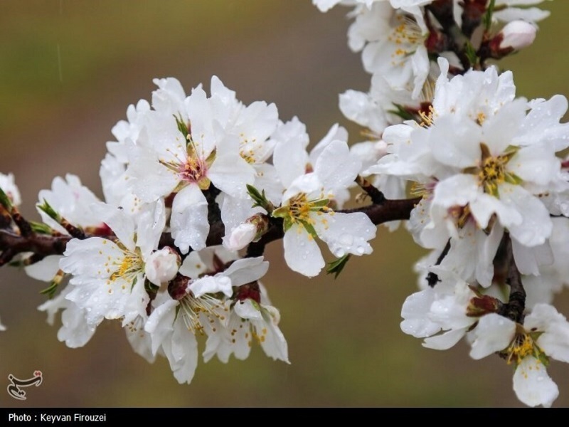 شکفتن شکوفه‌های بهاری در سنندج