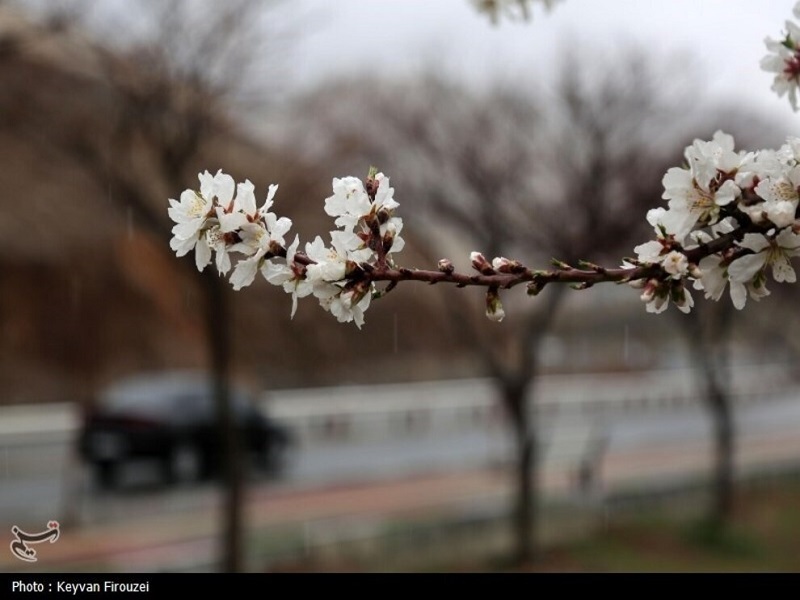 شکفتن شکوفه‌های بهاری در سنندج