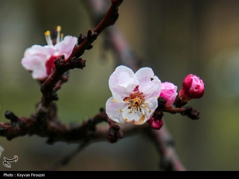 شکفتن شکوفه‌های بهاری در سنندج