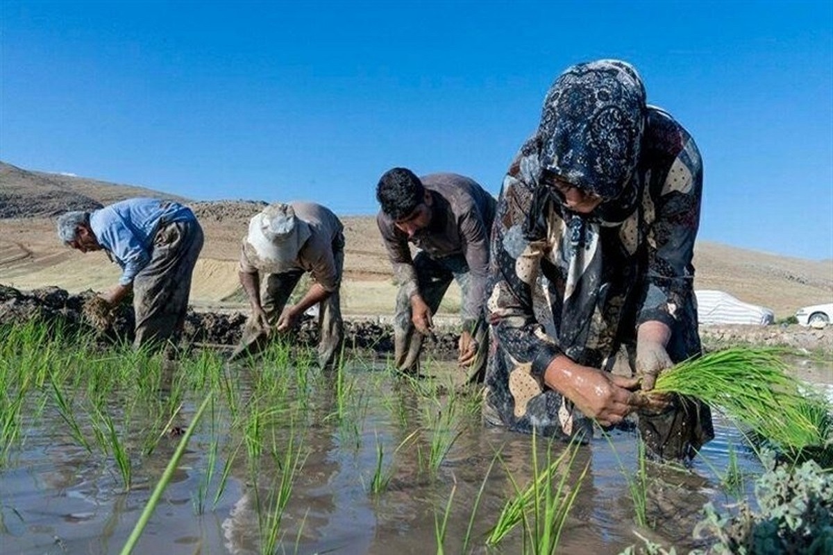 فوت دومین نفر بر اثر تب شالیزار در مازندران