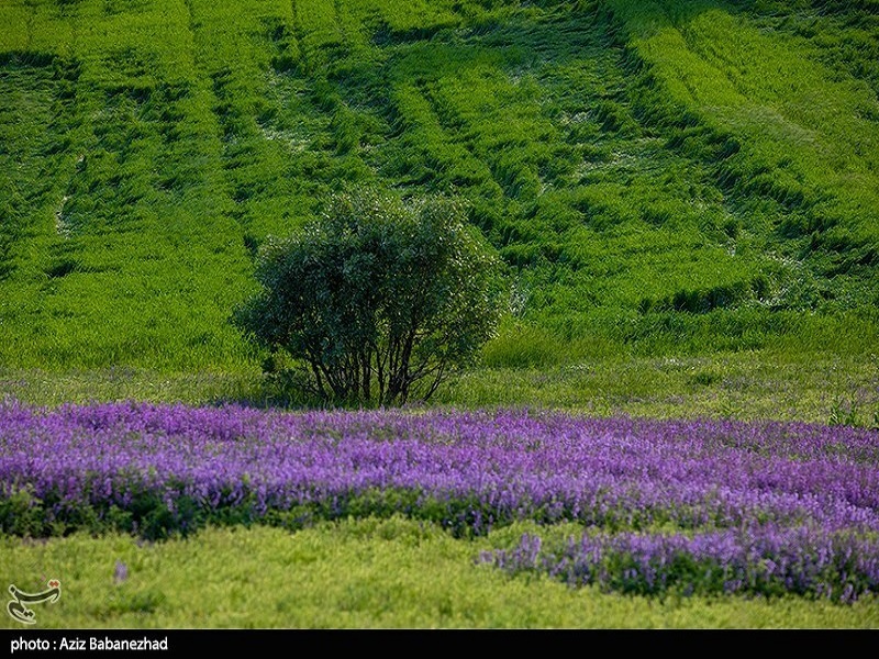 دشت گلهای بنفش در شهرستان خرم اباد