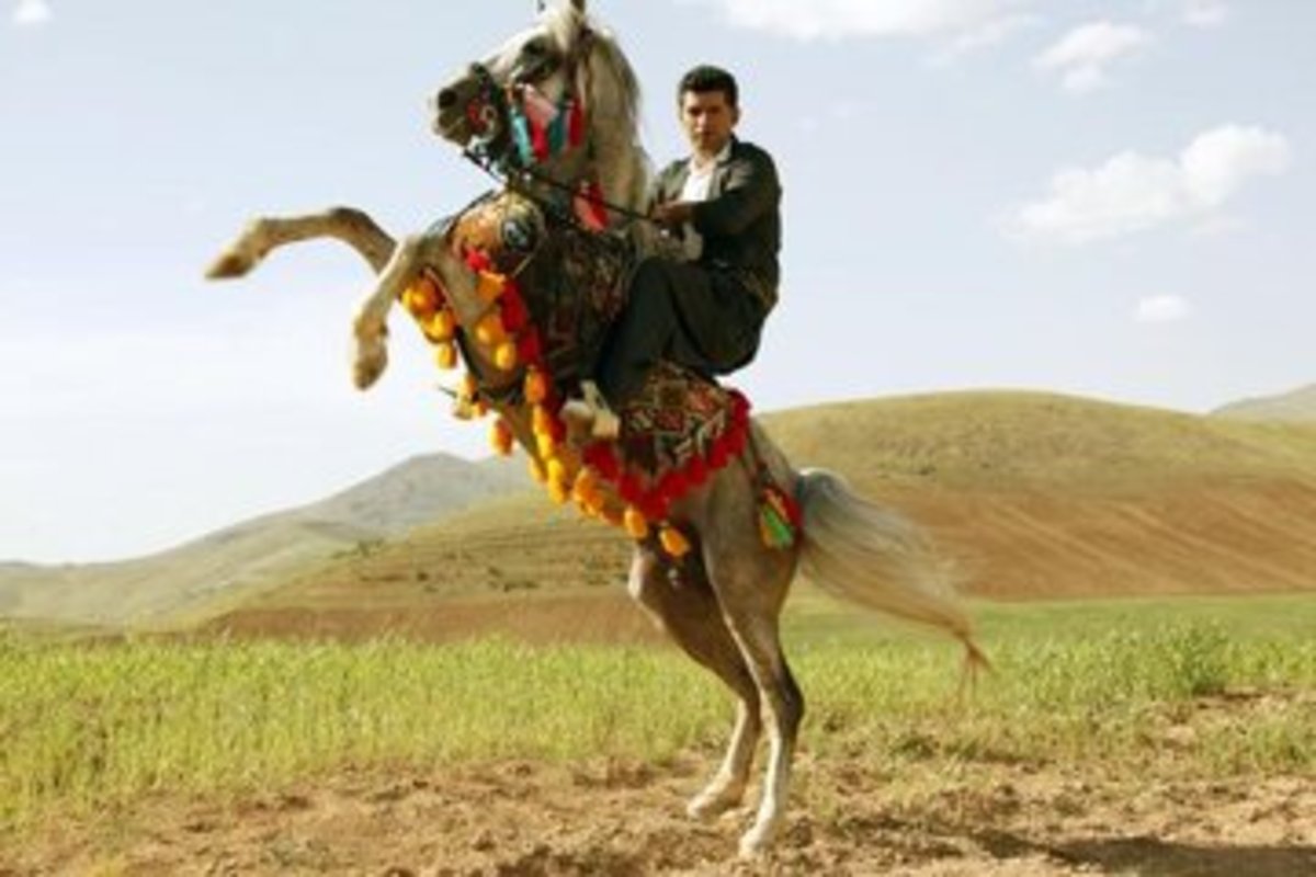 جشنواره «اسب اصیل کرد» در کرمانشاه برگزار می‌شود