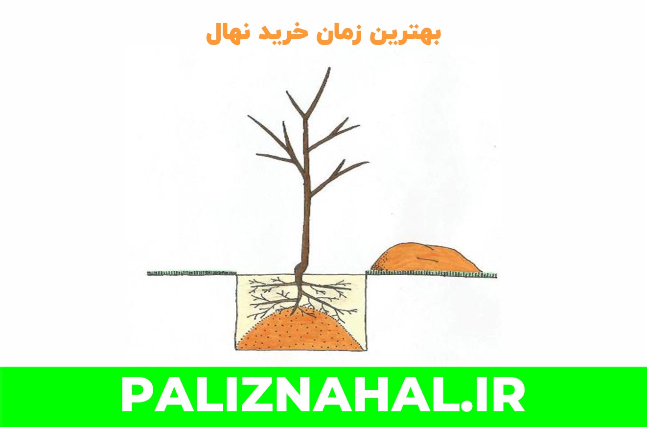 بهترین زمان خرید نهال میوه آلبالو و گیلاس + اصول مراقبت