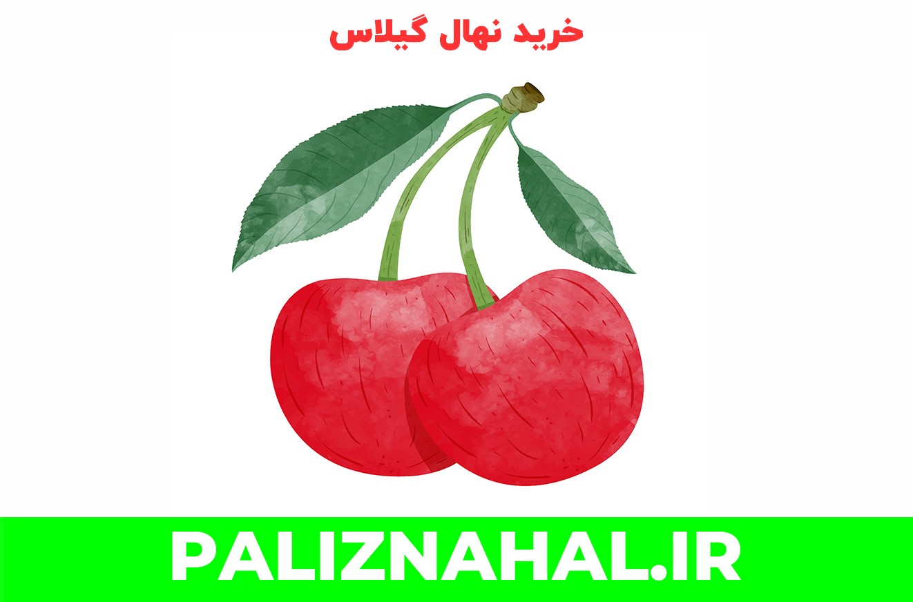 بهترین زمان خرید نهال میوه آلبالو و گیلاس + اصول مراقبت