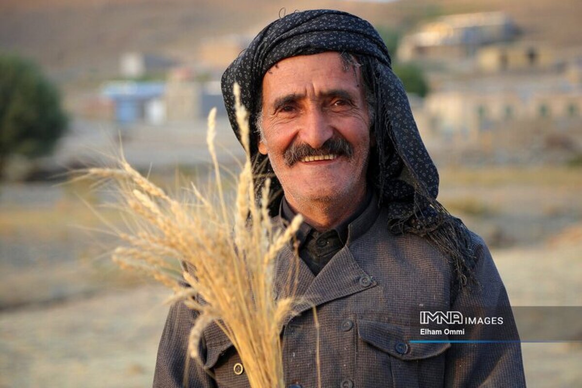 کل مطالبات گندم‌کاران تا آخر وقت امروز تسویه می‌شود