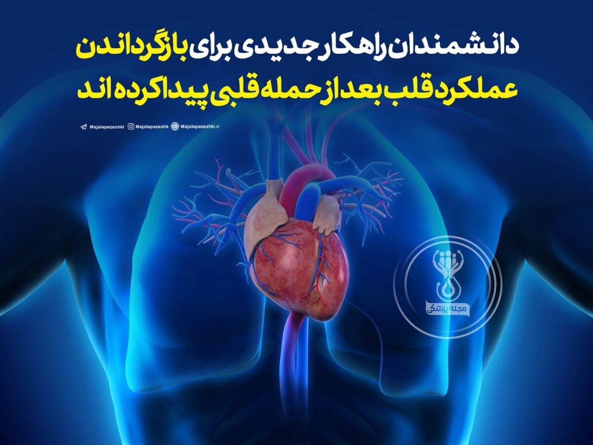 دانشمندان راهکار جدیدی برای بازگرداندن عملکرد قلب بعد از حمله قلبی پیدا کرده‌اند