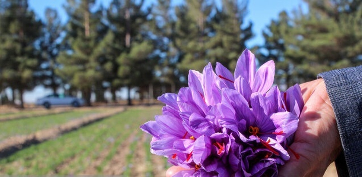 زعفران؛ این آنتی اکسیدان طبیعی گنجینه‌ای از خواص درمانی