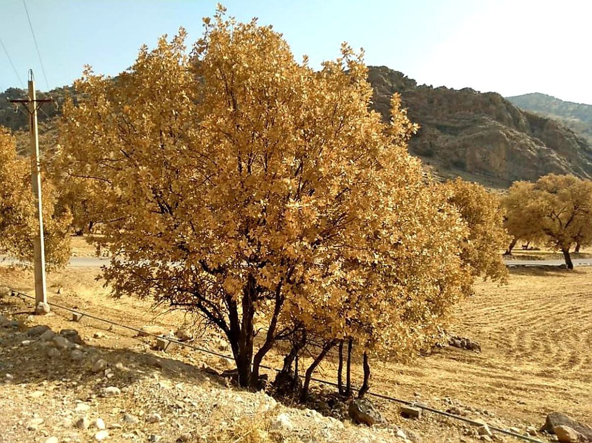 فریاد خاموش جنگلهای زاگرس و پرسشهای بیپاسخ از مسئولان