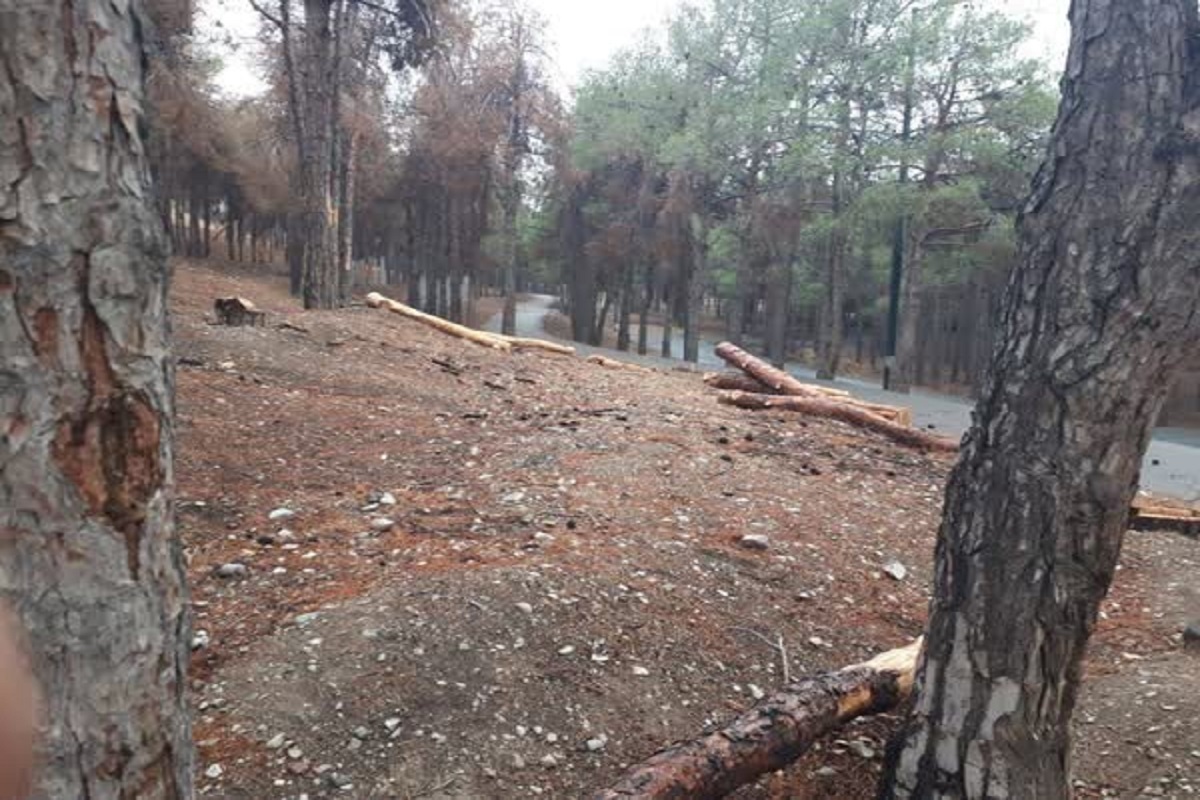 وضعیت چیتگر بحرانی است؛ سوسک پوستخوار به جان 8000 درخت افتاد!