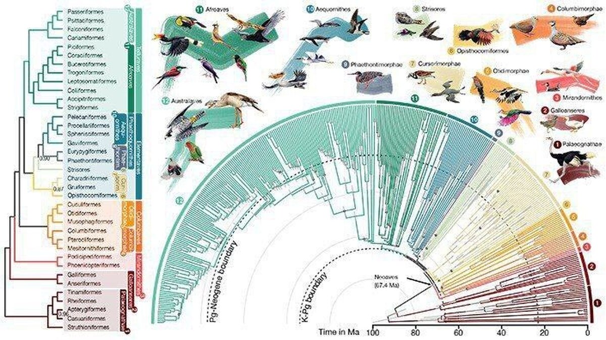 سیاوش میرعرب استاد دانشگاه سان‌دیگو و تیم او بزرگ‌ترین شجره خانوادگی پرندگان را تهیه کردند