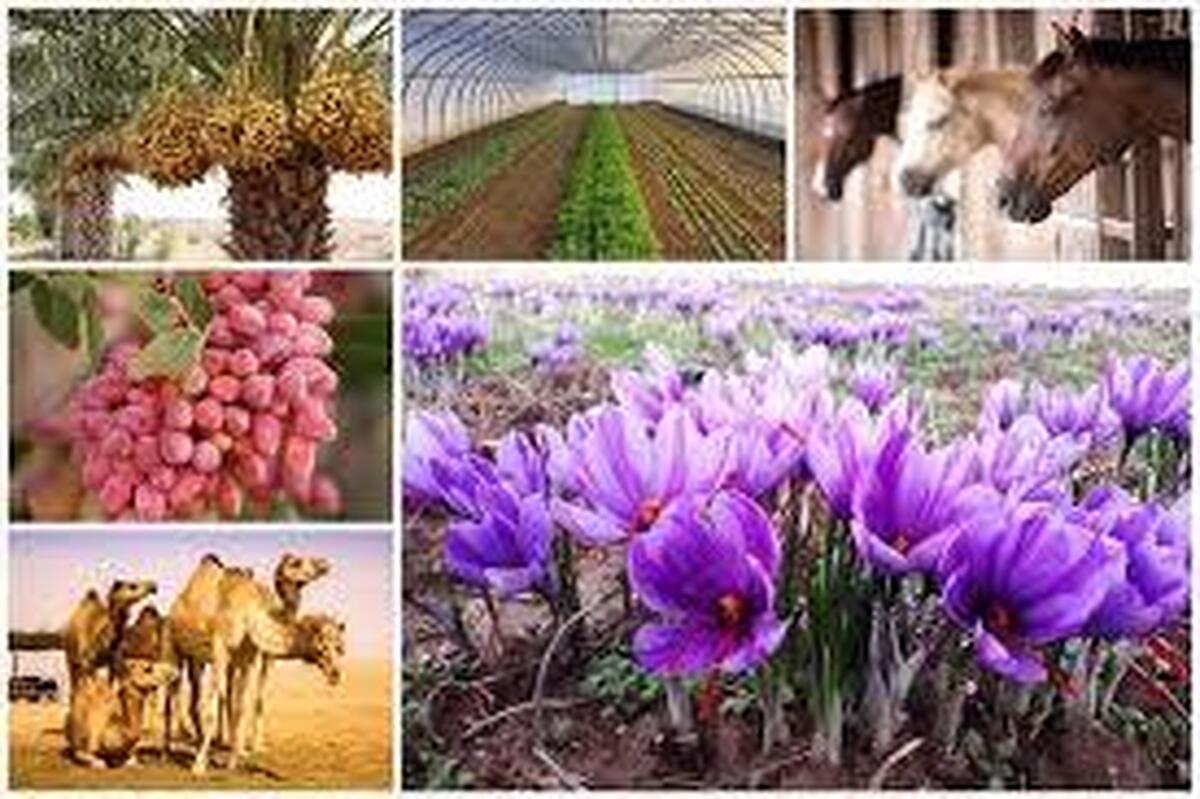 رشد ۲۸ درصدی صادرات محصولات کشاورزی در بهار امسال