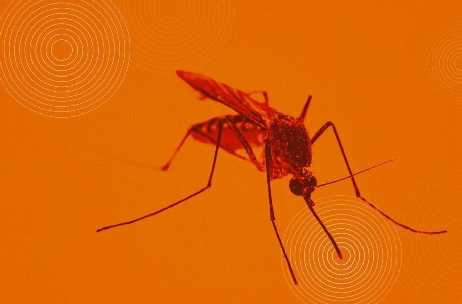 محققان سازوکار اساسی عفونت ویروس دنگی در پشه‌ها و انسان‌ها را کشف کردند