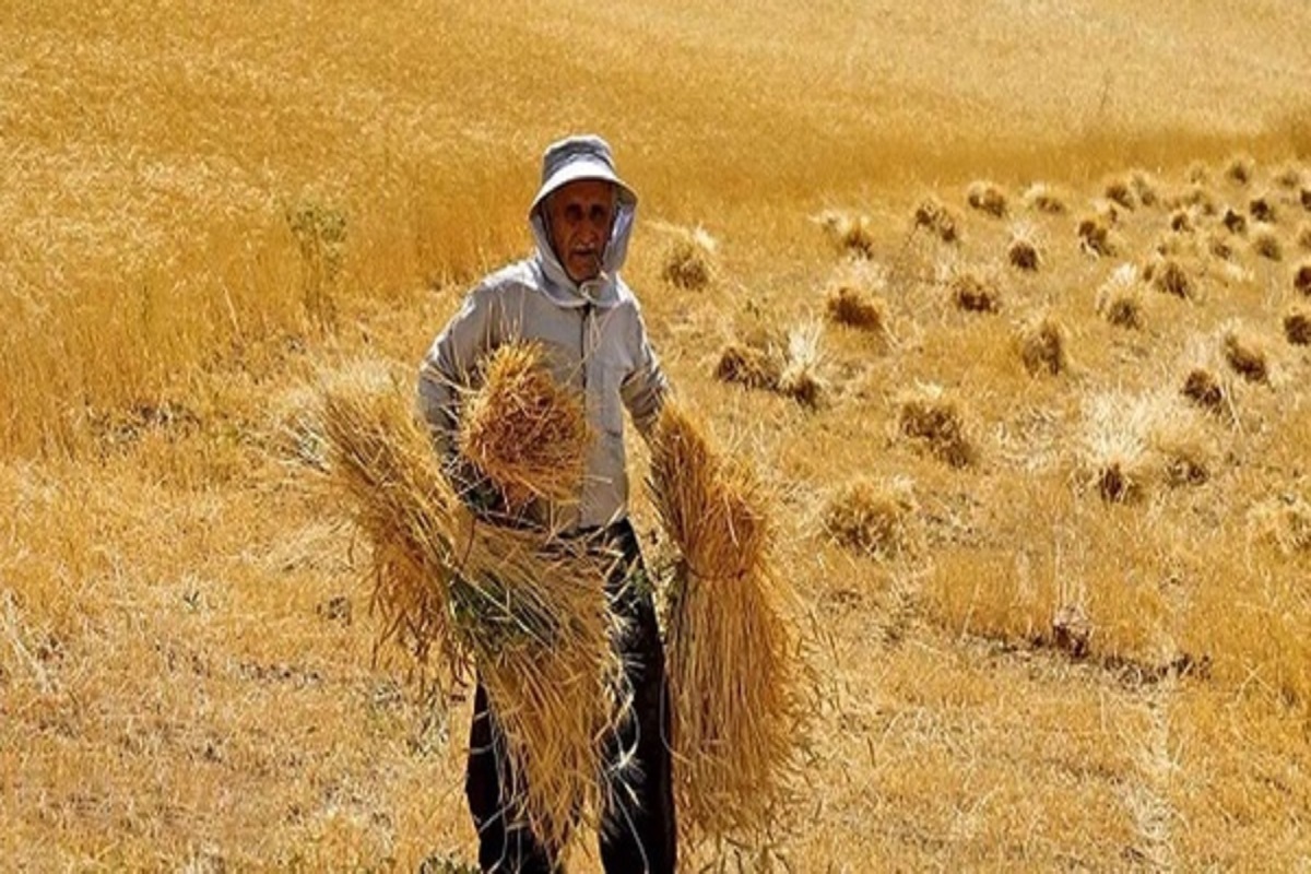 خبر خوش برای گندمکاران