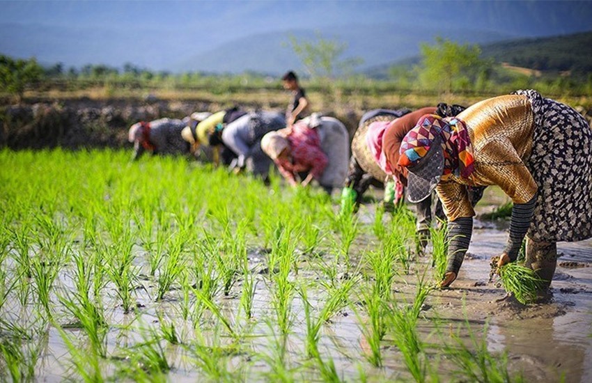 تغییر الگوی کشت برنج ایرانی؛ بهترین راه حل مسأله برنج کشور