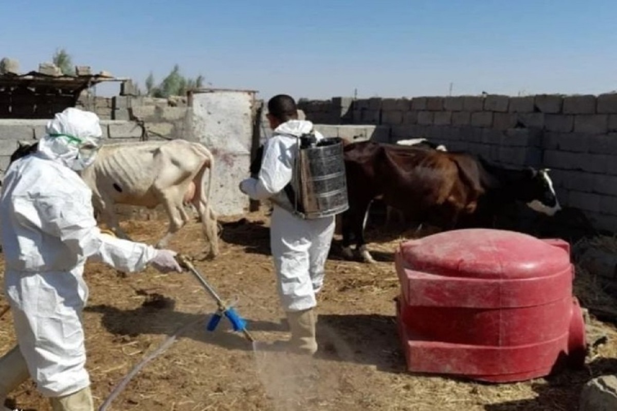 14 مورد ابتلاء به بیماری تب دنگی در اقلیم کردستان شناسایی شدند