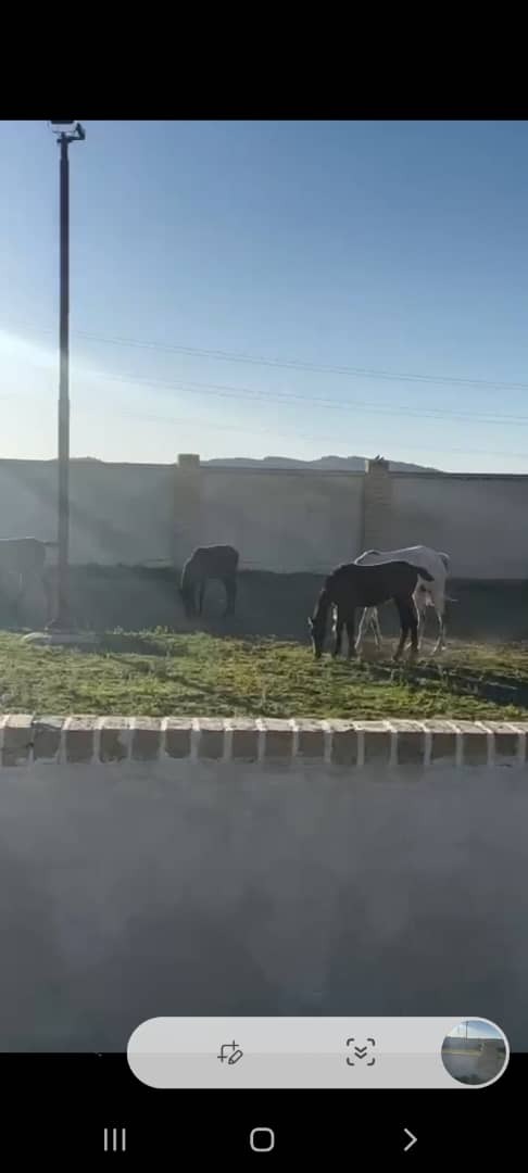 بخشی از اموال مدیر عامل جوان یکی از پتروشیمی ها